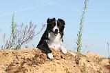 BORDER COLLIE 361